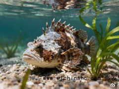 男子被石头鱼刺伤半小时手肿如熊掌[推荐]