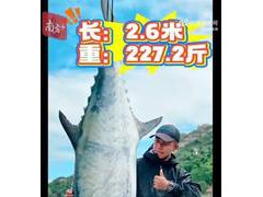 男子钓出227.2斤鱼王引围观 这是该海域10年来捕获的最大中华马鲛鱼！