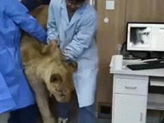 200公斤狮子患肠梗阻，4人抬上CT机，狮子：完全任人拿捏 麻醉后安全检查[推荐]