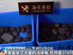 女子裤子内藏2斤多活虫入境 被海关查获 人体夹藏活虫进境被查[推荐]