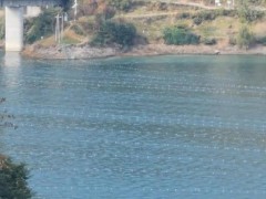 毕节一水域现密集渔网被指违法捕捞 涉事公司正撤网整改[推荐]