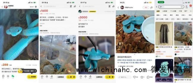 《疯狂动物城2》热播引发蛇类热卖