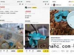 《疯狂动物城2》热播引发蛇类热卖 剧毒蛇网上热销引关注[推荐]