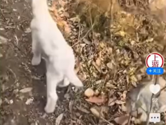 男子山上偶遇激萌羊羔，为何咩一声就能“拐走”小羊？安全信号触发寻母本能[推荐]