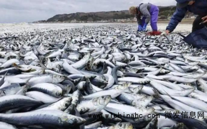 日本强震前2000条沙丁鱼搁浅北海道