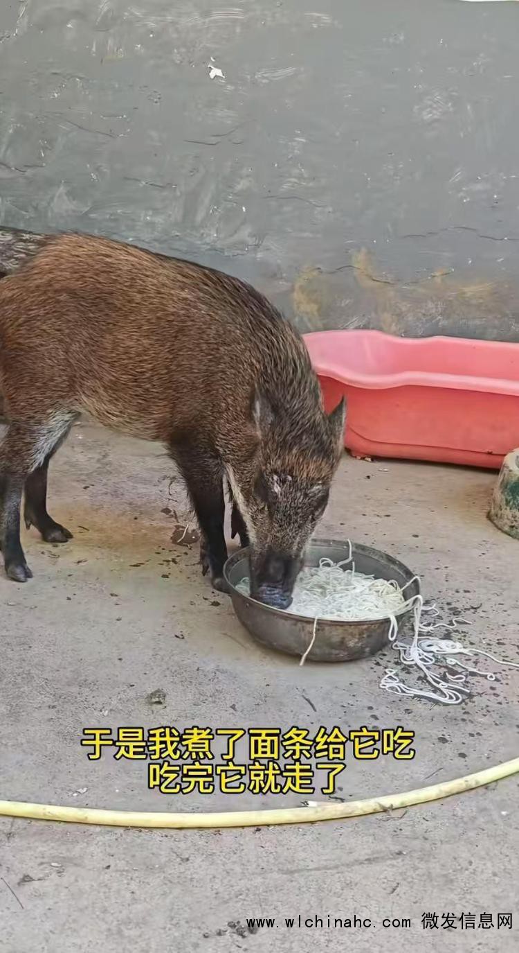 男子收养野猪一年从30斤长到150斤