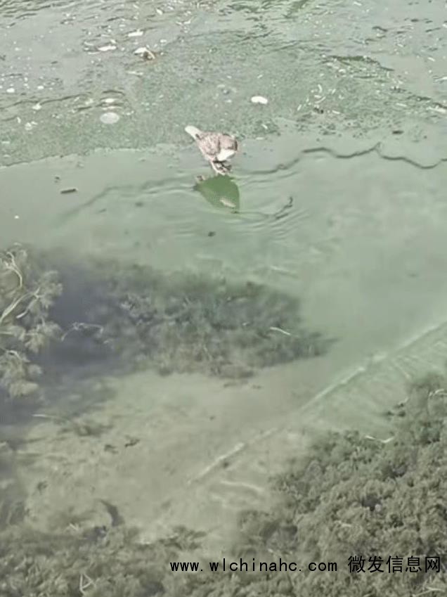 起猛了 看见一只鸟在潜水捕鱼