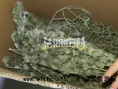 海归花60元购买大麻种子，自建温室培育出30株大麻，每株获利1万被刑拘[推荐]