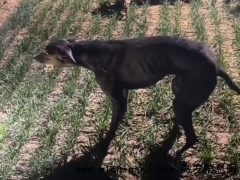 狗狗拉练20分钟后突然“石化” 疑似急性心力衰竭[推荐]