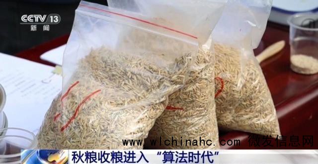 秋粮收购总量超2亿吨,数字技术助力颗粒归仓,收粮进入“算法时代” 进度创近年新高