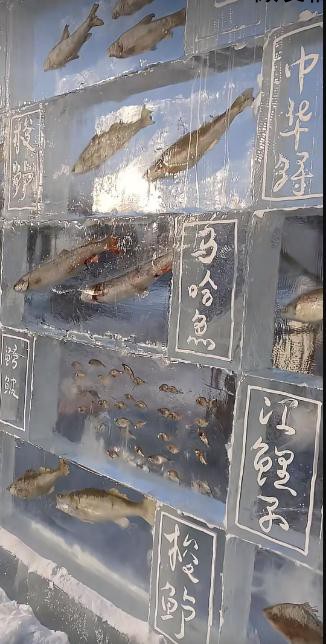 黑龙江景区现3米高“冰封鱼墙”