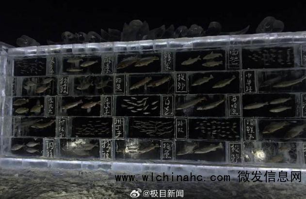 黑龙江景区现3米高“冰封鱼墙”