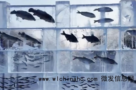 黑龙江景区现3米高“冰封鱼墙”