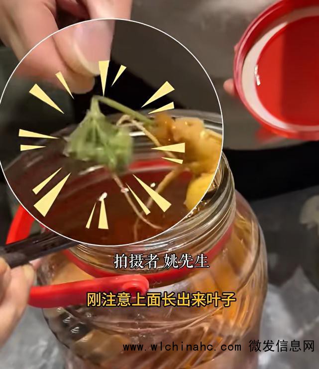 人参酒里泡3年突然长出绿叶