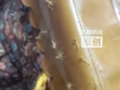 奶奶捡螳螂壳治尿床孵出一窝小螳螂 意外孵化引发热议[推荐]