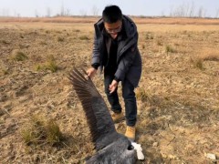 时隔40天鄱阳湖再现疑似毒鸟事件 近百只鸟类遭毒害[推荐]