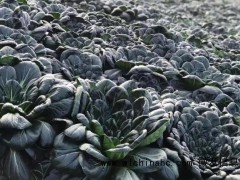 小时候不爱吃的丑菜又在江浙沪火了，