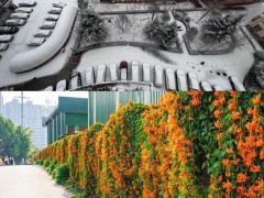 冷暖两重天 北方落雪南方赏花 南北景致别样美[推荐]