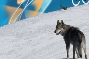 狼犬误入冬奥赛场与选手同时冲线