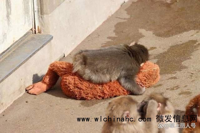 日本动物园小猴把毛绒玩具当作妈妈 孤独中的温暖慰藉