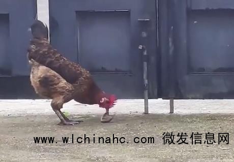 公鸡遇上小蛇顷刻间胜负已分