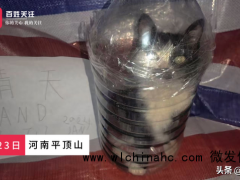 男子疑因金主打赏虐杀小猫 残忍行为激起公愤[推荐]