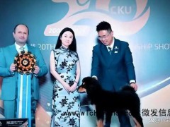 杜江回应霍思燕的蒙古獒又夺冠了 中国犬种新突破[推荐]