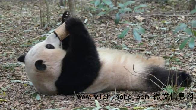 导游称大熊猫花花是残疾 游客秒报警 误导言论引发争议