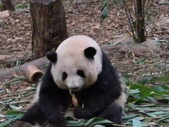 导游称大熊猫花花是残疾 游客秒报警 误导言论引发争议[推荐]