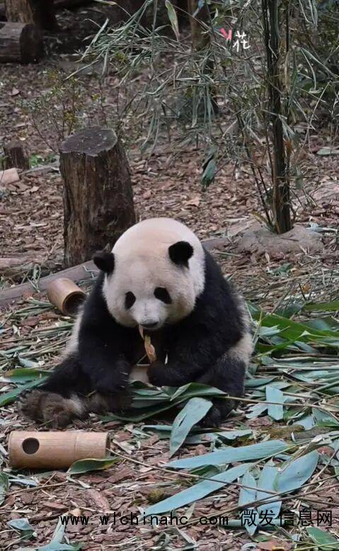导游称大熊猫花花是残疾 游客秒报警 误导言论引发争议